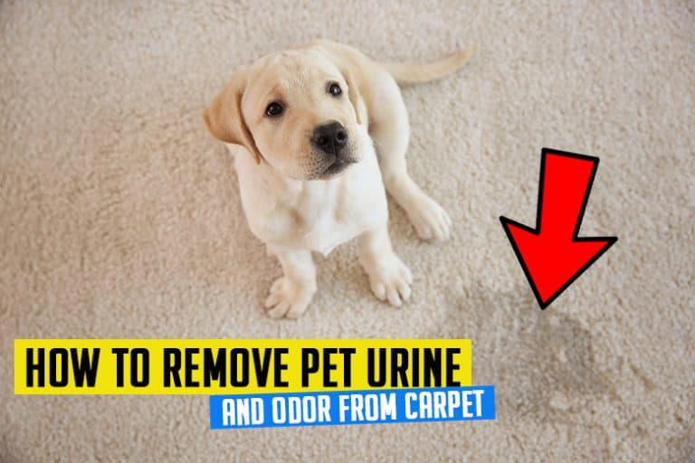 How to Remove Pet Urine (and Odor) from Carpet Some Practical Tips